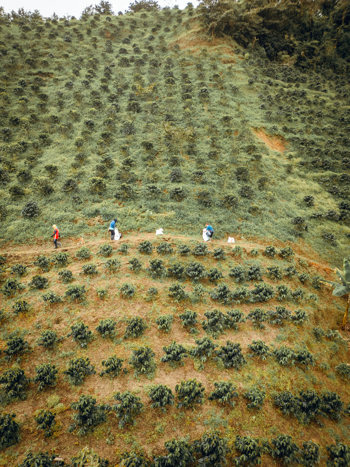 Colombia - Los Cedros - Pink Bourbon Anaerobic